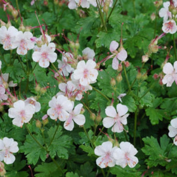 6 Cranesbill GERANIUM x cantabrigiense BIOKOVO Rooted Cuttings