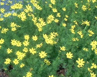 Coreopsis verticillata 'Moonbeam' Tickseed Perennial  Clump - Perennial