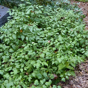 Xanthorhiza Simplicissima , YELLOW ROOT, Unusual Perennial Starter Plant