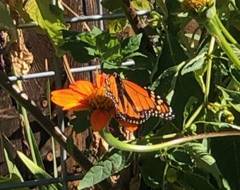 Tithonia - Mexican Sunflower - Torch Flower Grown in 4" Pot