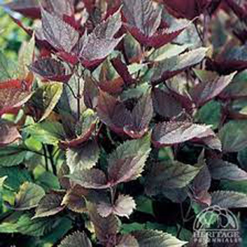 Puede incluir: Primer plano de una planta con hojas de color p&uacute;rpura oscuro. Las hojas est&aacute;n dispuestas en un grupo denso, creando un aspecto rico y texturizado.