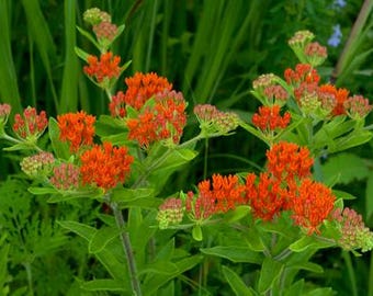 Asclepias tuberosa Milkweed Plant- Awesome Perennial