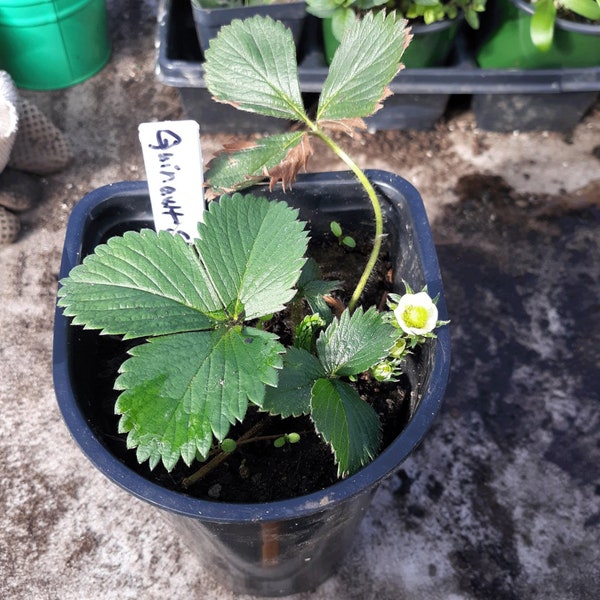 Quinalt Ever-Bearing Strawberry Starter Plant - Well-Rooted