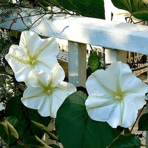 Ipomea Alba Giant White Moonflower Starter Plant Night Blooming and Fragrant