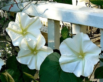 Ipomea Alba Giant White Moonflower Starter Plant Night Blooming and Fragrant