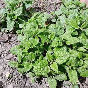 Op de afbeelding: Een close-up van een plekje groene citroenmelisse dat in de grond groeit. De bladeren zijn weelderig en levendig, met een licht gekartelde rand.