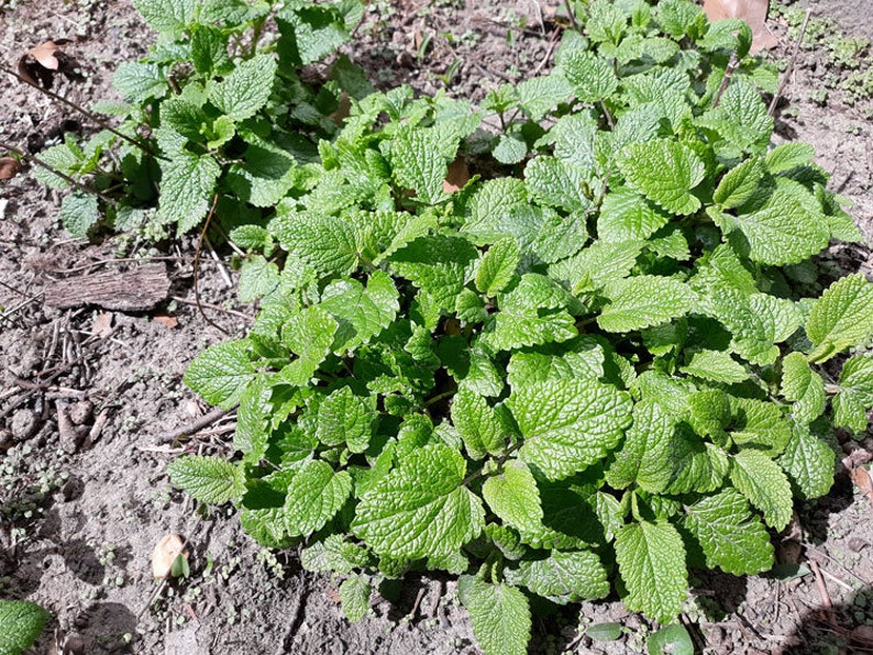 Op de afbeelding: Een close-up van een plekje groene citroenmelisse dat in de grond groeit. De bladeren zijn weelderig en levendig, met een licht gekartelde rand.