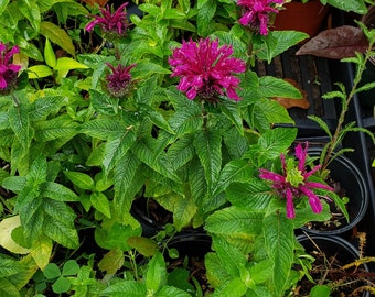 Monarda didyma Grape Gumball Grown in 5" Pot - Spectacular Perennial