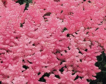 Astilbe - j. Rheinland Pink False Spirea - 1 Live Plant Budding Now - Perennial