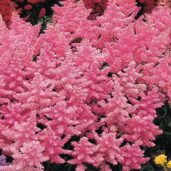 Astilbe - j. Rheinland Pink False Spirea - 1 Live Plant Budding Now - Perennial