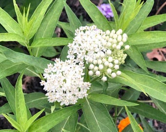 Asclepias incarnita (Asclepias incarnita, planta de algodoncillo "ballet de hielo"): una planta perenne impresionante.