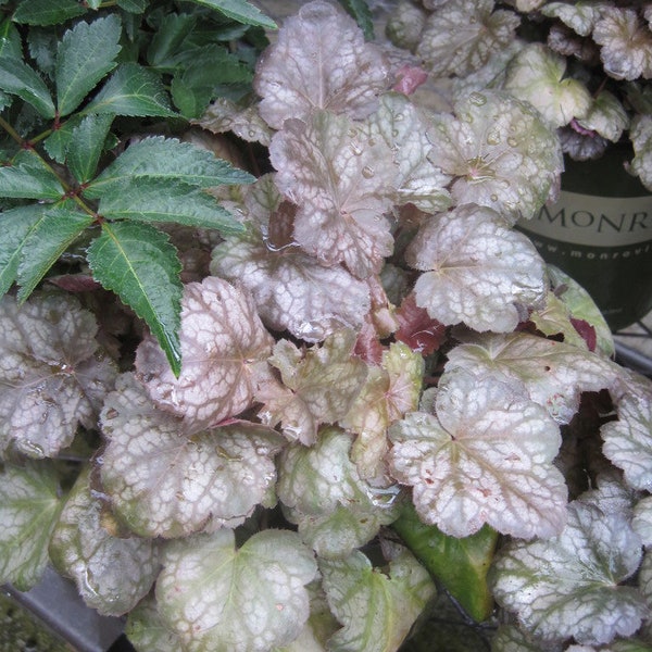 Brown Sugar Coral Bells Plant - Heuchera Villosa 'Brown Sugar' - Live Plant