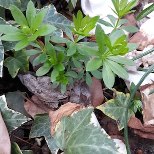 Gallium Sweet Woodruff - Awesome Shade Perennial - One Healthy Clump