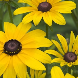RUDBECKIA GOLDSTURM - Black Eyed Susan - 3 Bare Rooted Plants Ready for Planting