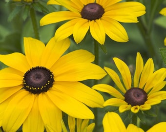 RUDBECKIA GOLDSTURM - Black Eyed Susan - 3 Bare Rooted Plants Ready for Planting