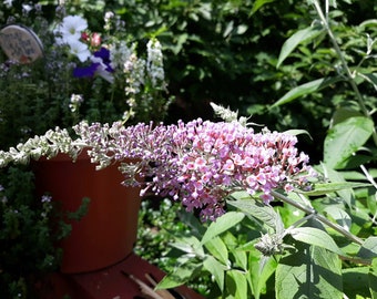 Stunning Lilac Buddleia Davidii Butterfly Bush Perennial Rooted Starter