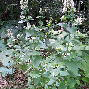 May include: A close-up of a patch of white flowering catnip plants growing in a forest setting. The plants have tall stems with clusters of small white flowers and green leaves.