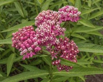 Asclepias incarnita Swamp Milkweed Plant- Awesome Perennial
