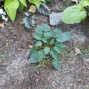 Small Size Border Hostas - 3 Plants - Assorted Varieties - Your Choice