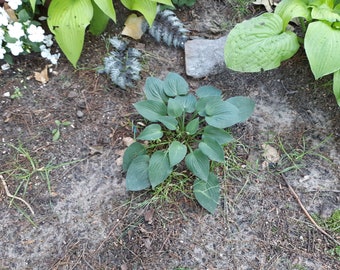 Small Size Border Hostas - 3 Plants - Assorted Varieties - Your Choice