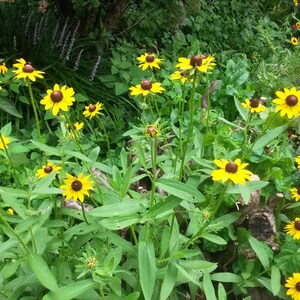 RUDBECKIA  - Black Eyed Susan - 4 Rooted Starter Plants