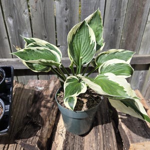 K&ouml;nnte beinhalten: Eine Topf-Hosta-Pflanze mit gro&szlig;en, gr&uuml;nen Bl&auml;ttern mit wei&szlig;en R&auml;ndern. Die Pflanze steht in einem dunkelgr&uuml;nen Topf auf einer Holzoberfl&auml;che, mit einem verwitterten Holzzaun im Hintergrund. Die Bl&auml;tter haben ausgepr&auml;gte Adern.