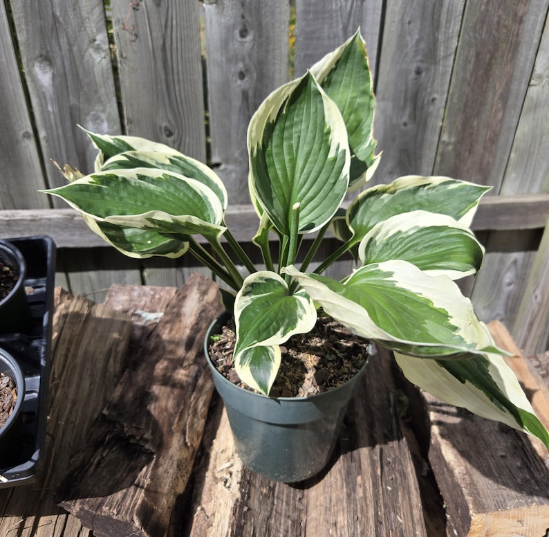 K&ouml;nnte beinhalten: Eine Topf-Hosta-Pflanze mit gro&szlig;en, gr&uuml;nen Bl&auml;ttern mit wei&szlig;en R&auml;ndern. Die Pflanze steht in einem dunkelgr&uuml;nen Topf auf einer Holzoberfl&auml;che, mit einem verwitterten Holzzaun im Hintergrund. Die Bl&auml;tter haben ausgepr&auml;gte Adern.