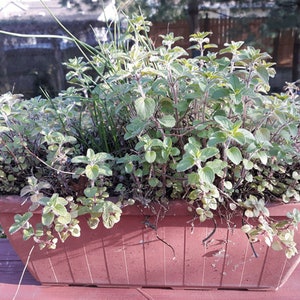 May include: A terracotta planter filled with a variety of green herbs, including oregano and chives. The planter is sitting on a wooden deck.