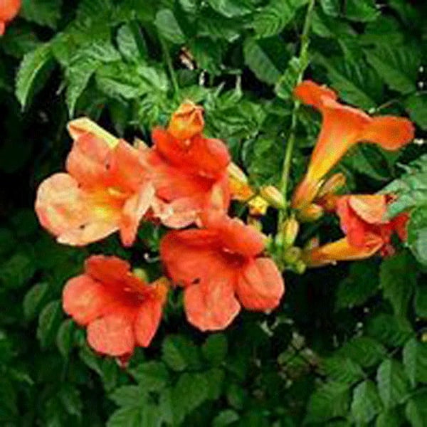 Campsis Radicans - Trumpet Vine Starter Plant Vining Perennial