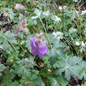 Bevans Variety Cranesbill Geranium x microrrhizum Grown in 4&quot; Pot