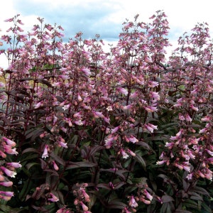 May include: A vibrant image of Penstemon plants in full bloom. The plants feature dark burgundy stems and foliage, contrasted by delicate, light pink and white tubular flowers. The flowers are clustered along the stems, creating a lush, textured appearance.