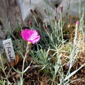 Dianthus "Carnation Pinks" gratiano "FireWitch".  Very Fragrant Perennial