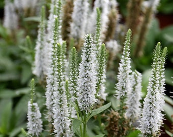 Veronica Spicata 'Snow Candles" Perennial Grown in 6" Pot