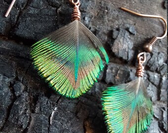 Peacock fans copper