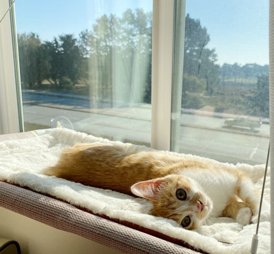 Cat Window Perch Extra Large and Sturdy Holds Two Large Cats Etsy