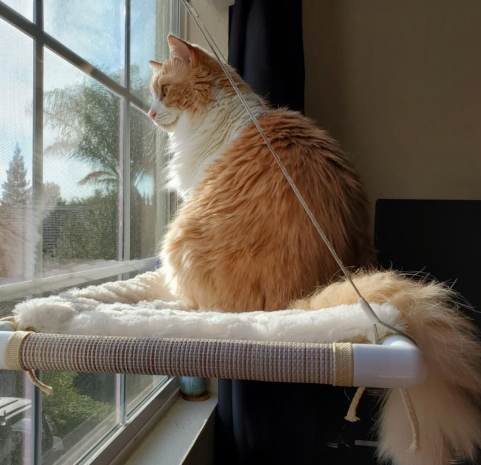 Cat Window Perch Extra Large and Sturdy Holds Two Large Cats Etsy