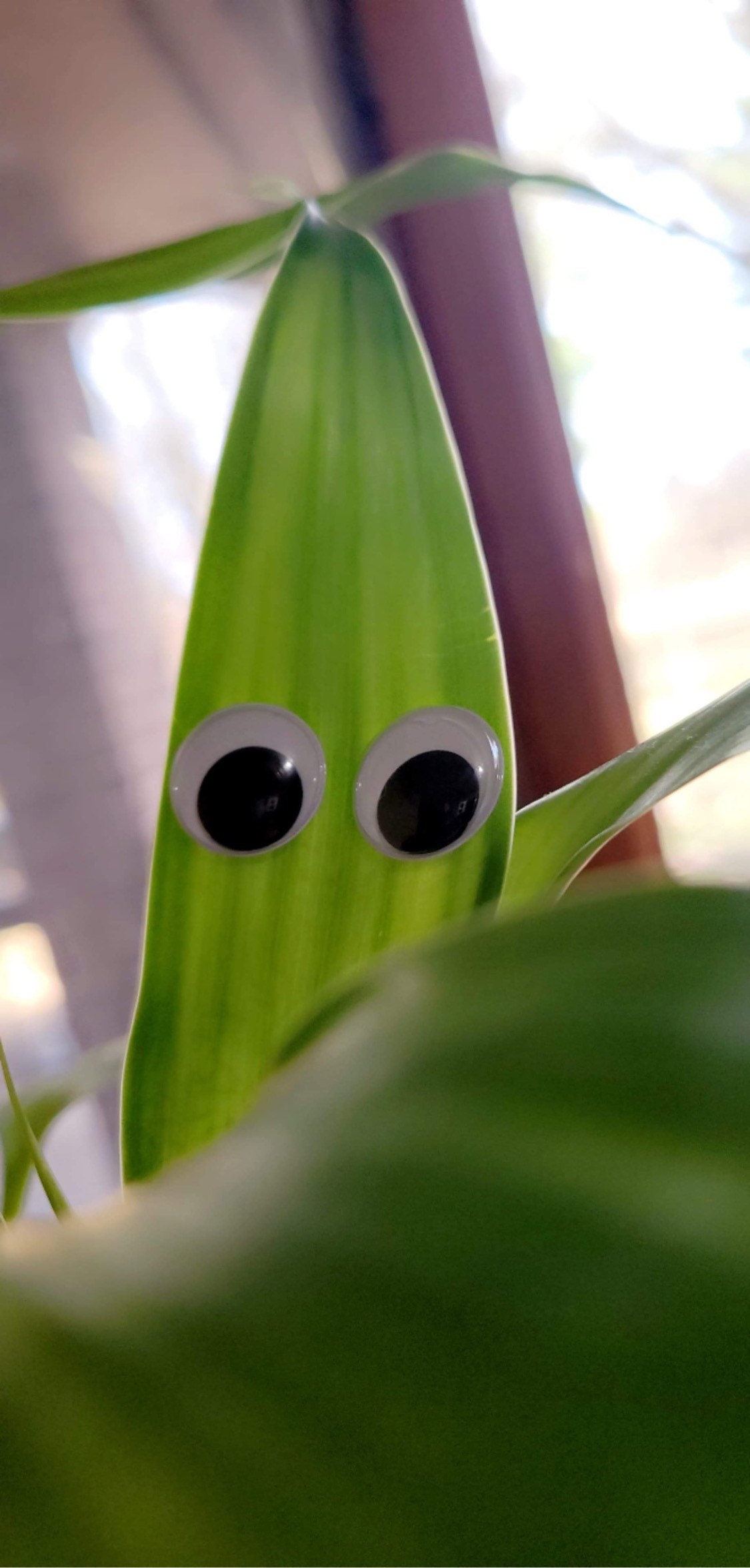 Plant Googly Eyes - Etsy