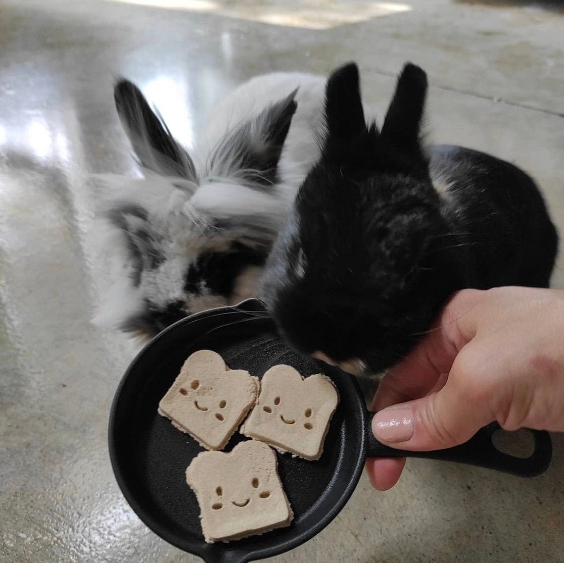 Organic Oat Bunny Treat Toasts Happy Toast Rabbit Treats Etsy