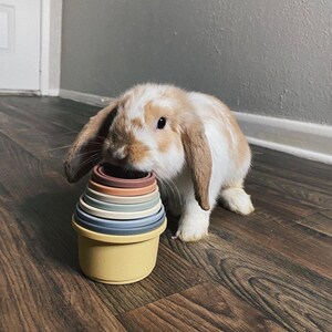 May include: A brown and white rabbit with floppy ears is playing with a set of colorful stacking cups. The cups are made of silicone and are in various shades of brown, beige, and blue.
