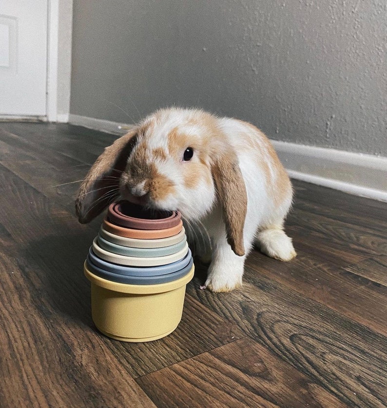 May include: A brown and white rabbit with floppy ears is playing with a set of colorful stacking cups. The cups are made of silicone and are in various shades of brown, beige, and blue.