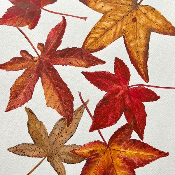 Sweet Gum Leaves in Watercolor