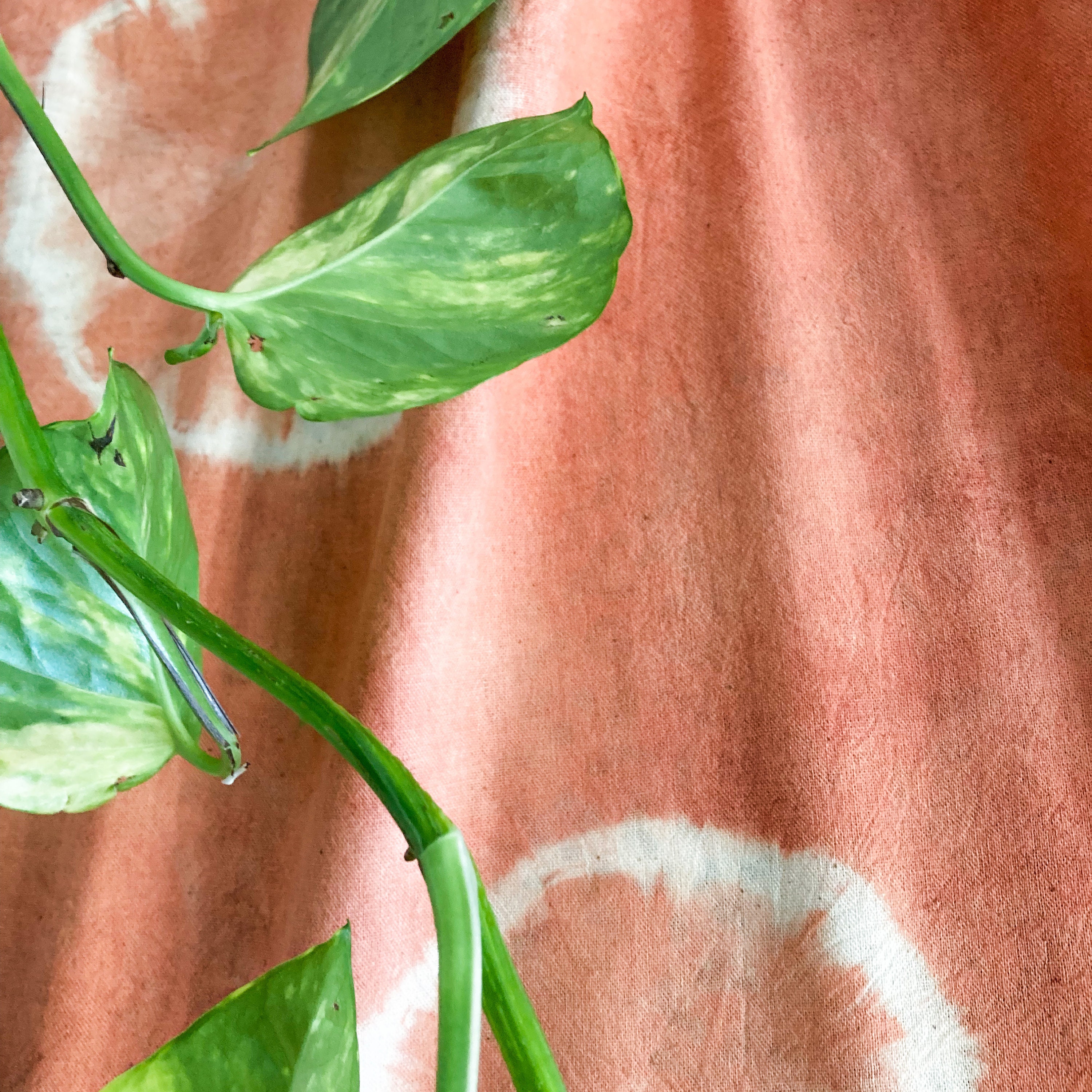 Botanical Tiedye Tote Bag Kit Craft Kit Natural Dyes Eco Etsy
