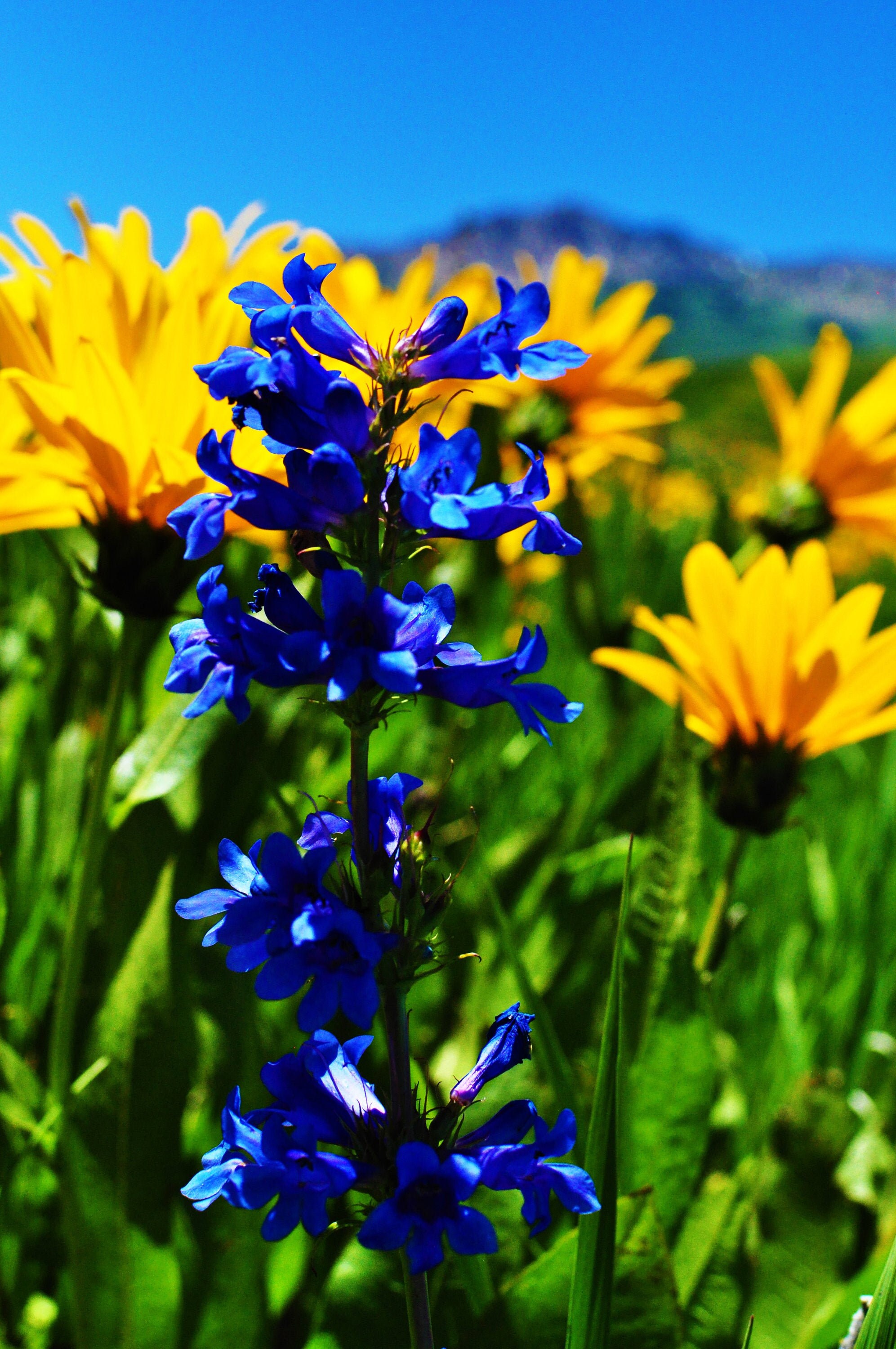 Blue Flower Utah Rocky Mountains Photo Etsy