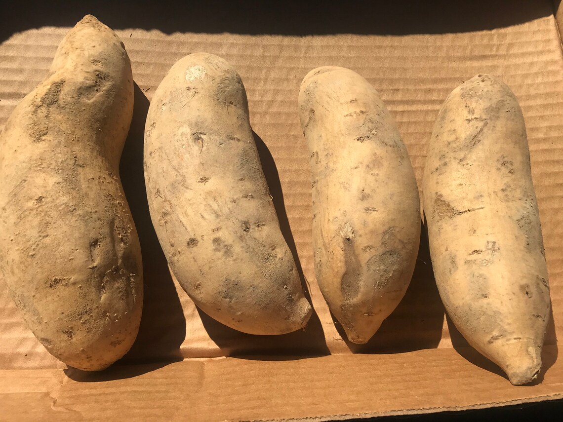White Sweet Potatoes 4lbs 4ct Bonita Sweet Potatoes Grown in North
