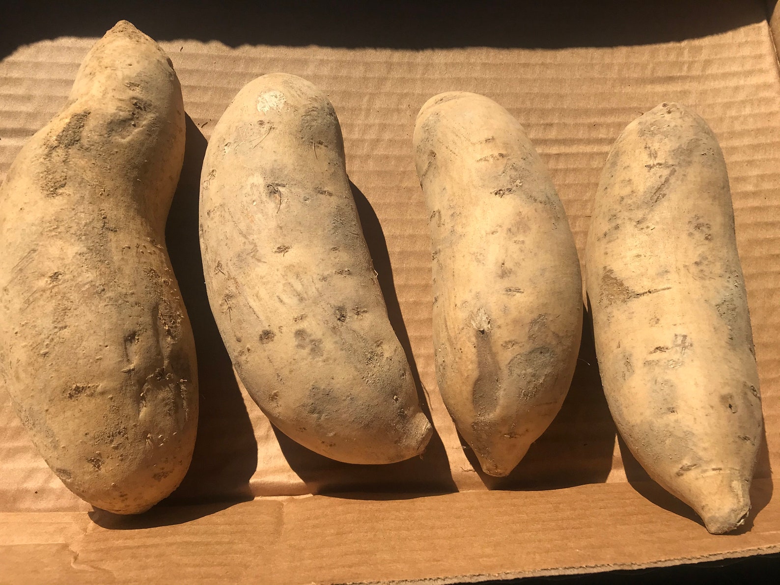 White Sweet Potatoes 4lbs 4ct Bonita Sweet Potatoes Grown in North