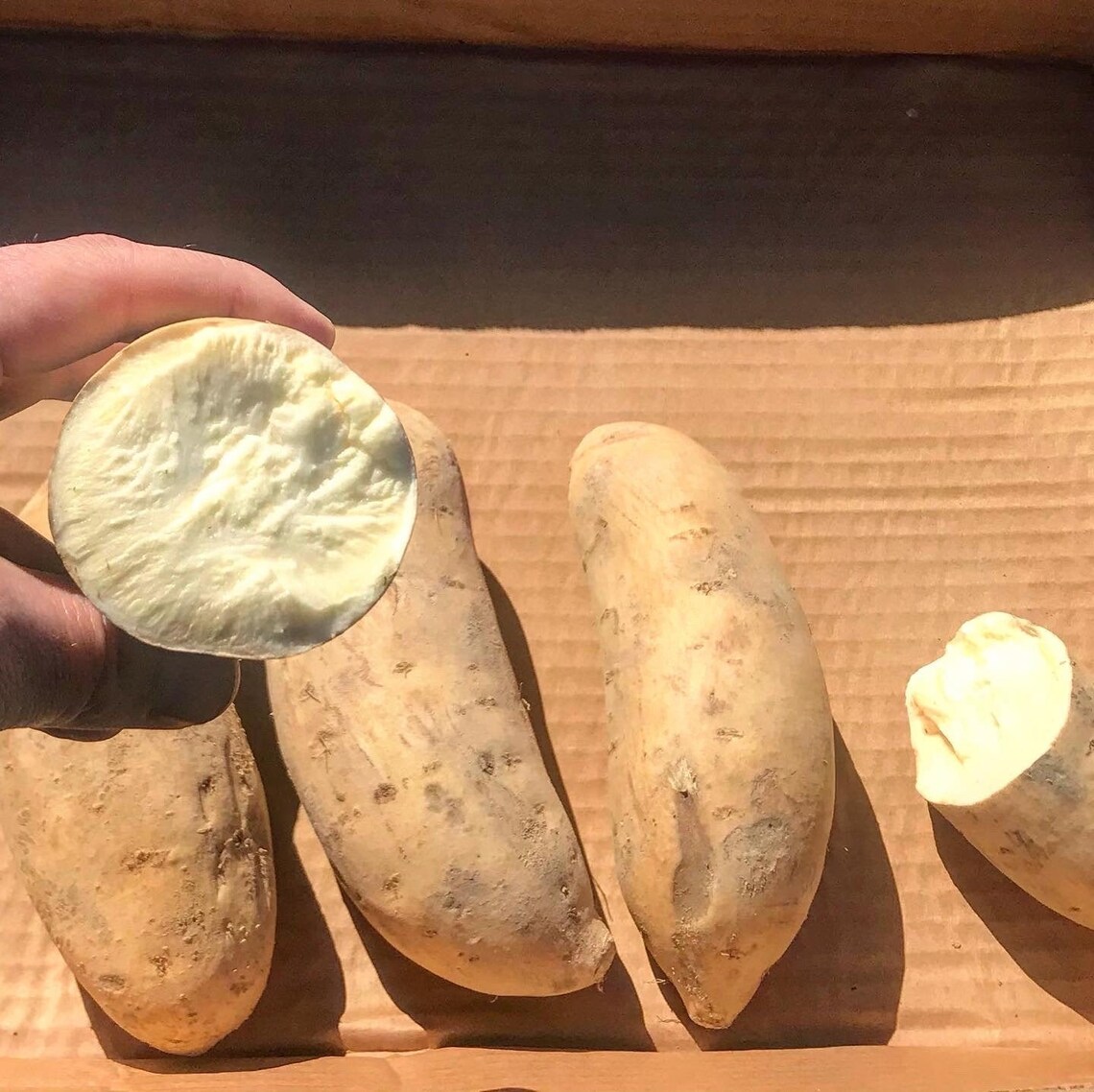 White Sweet Potatoes 4lbs 4ct Bonita Sweet Potatoes Grown in North