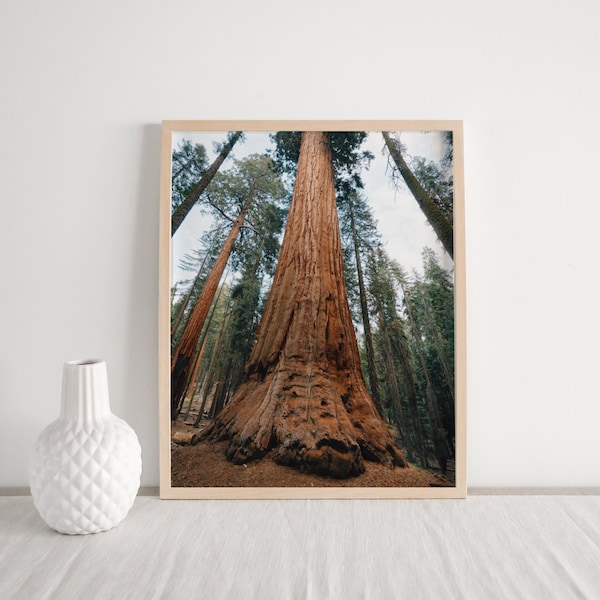 Sequoia National Park Photo - Landscape, California, Print, Wall Art