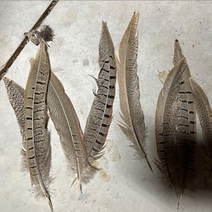 4-8&quot; Genuine Pheasant Tail Feathers Natural From Kansas