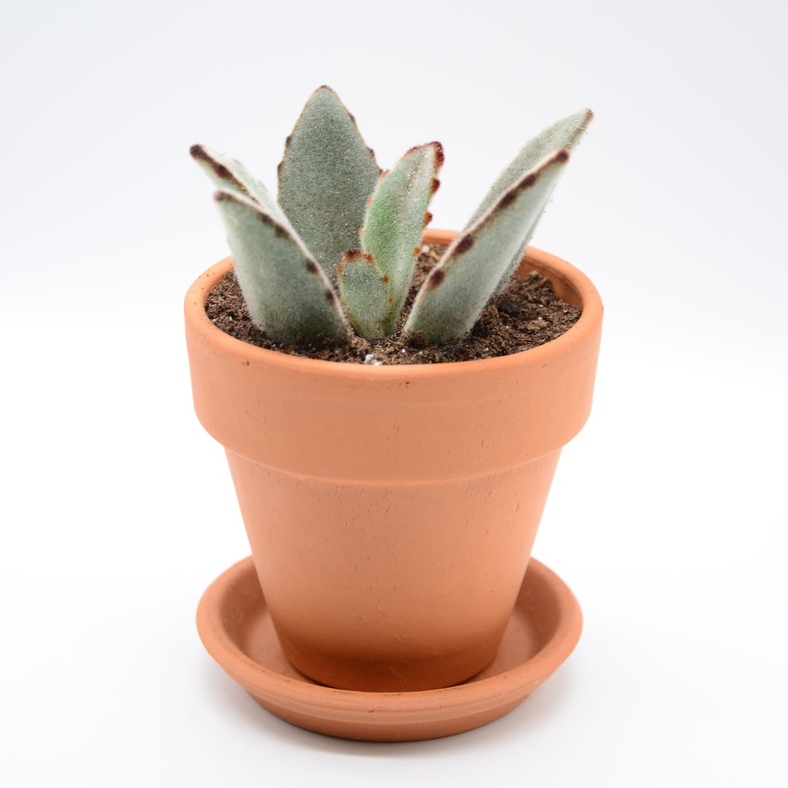 Planta en maceta Tau Orejas de burro Etsy