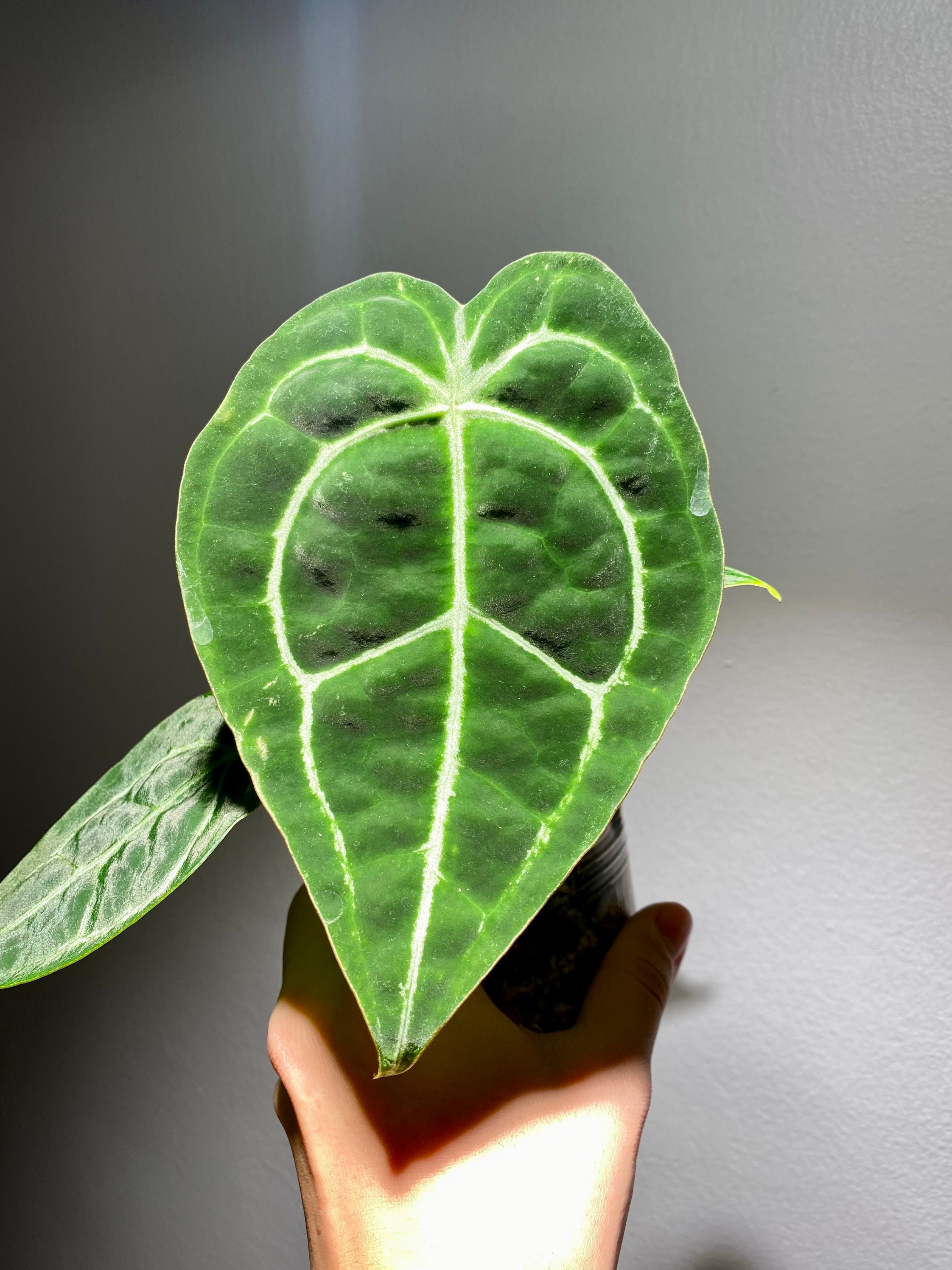 Anthurium Crystallinum X Forgetii - Etsy India